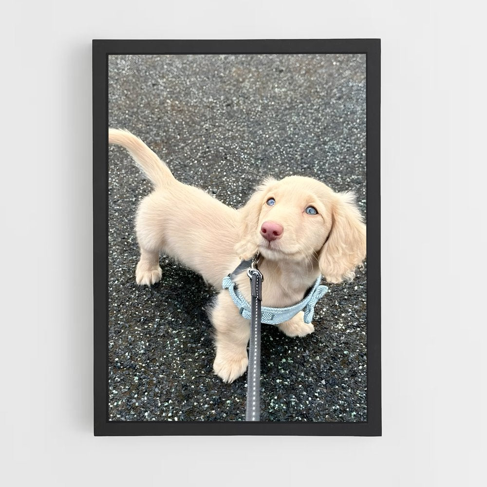 ap-dachshund-1 cadre Noir