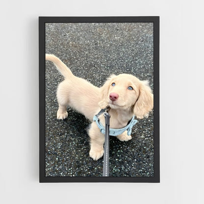 ap-dachshund-1 cadre Noir