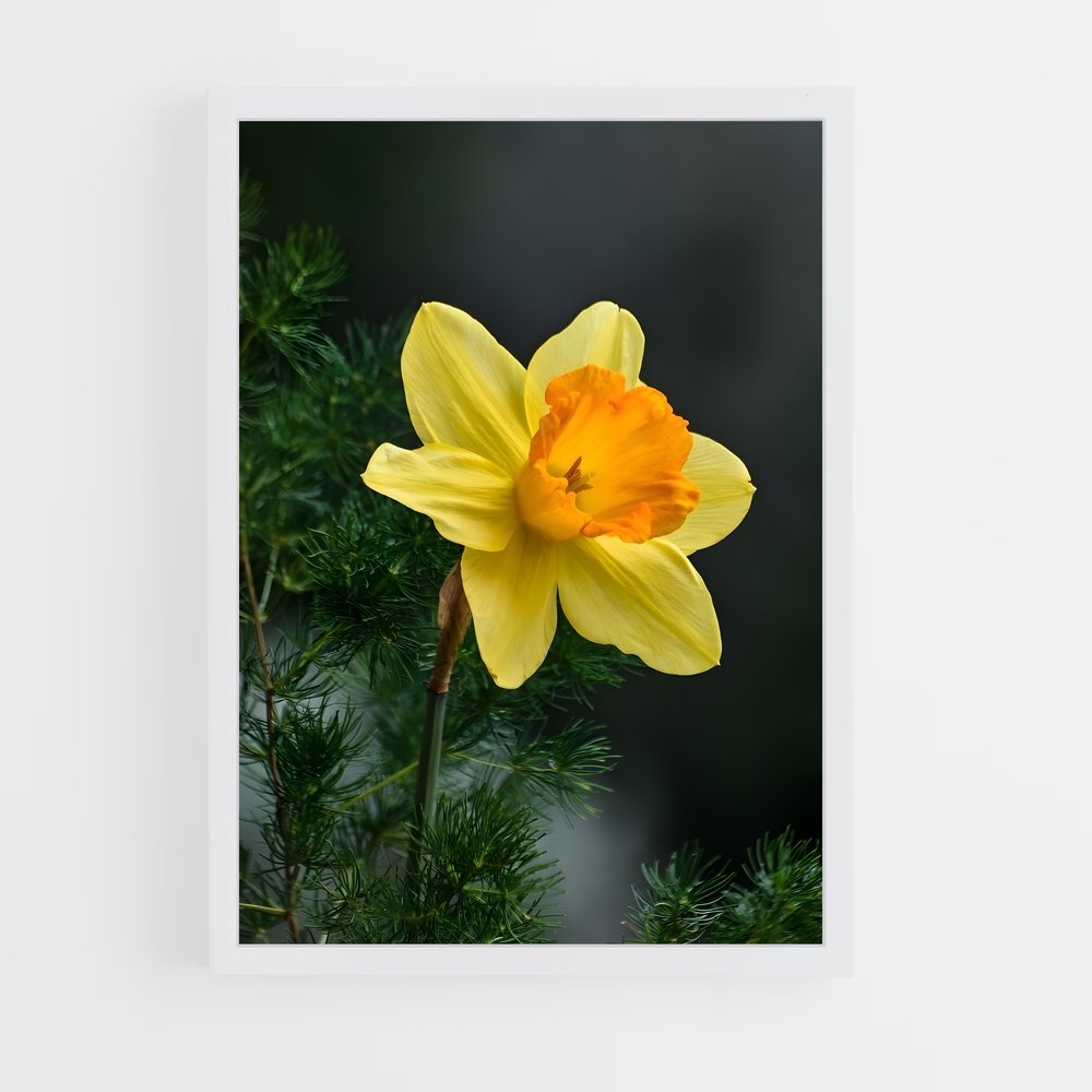 ap-daffodil-2 cadre Blanc