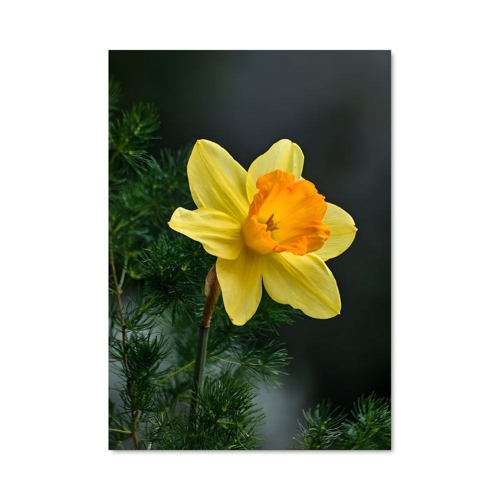 Poster Fleur de Jonquille