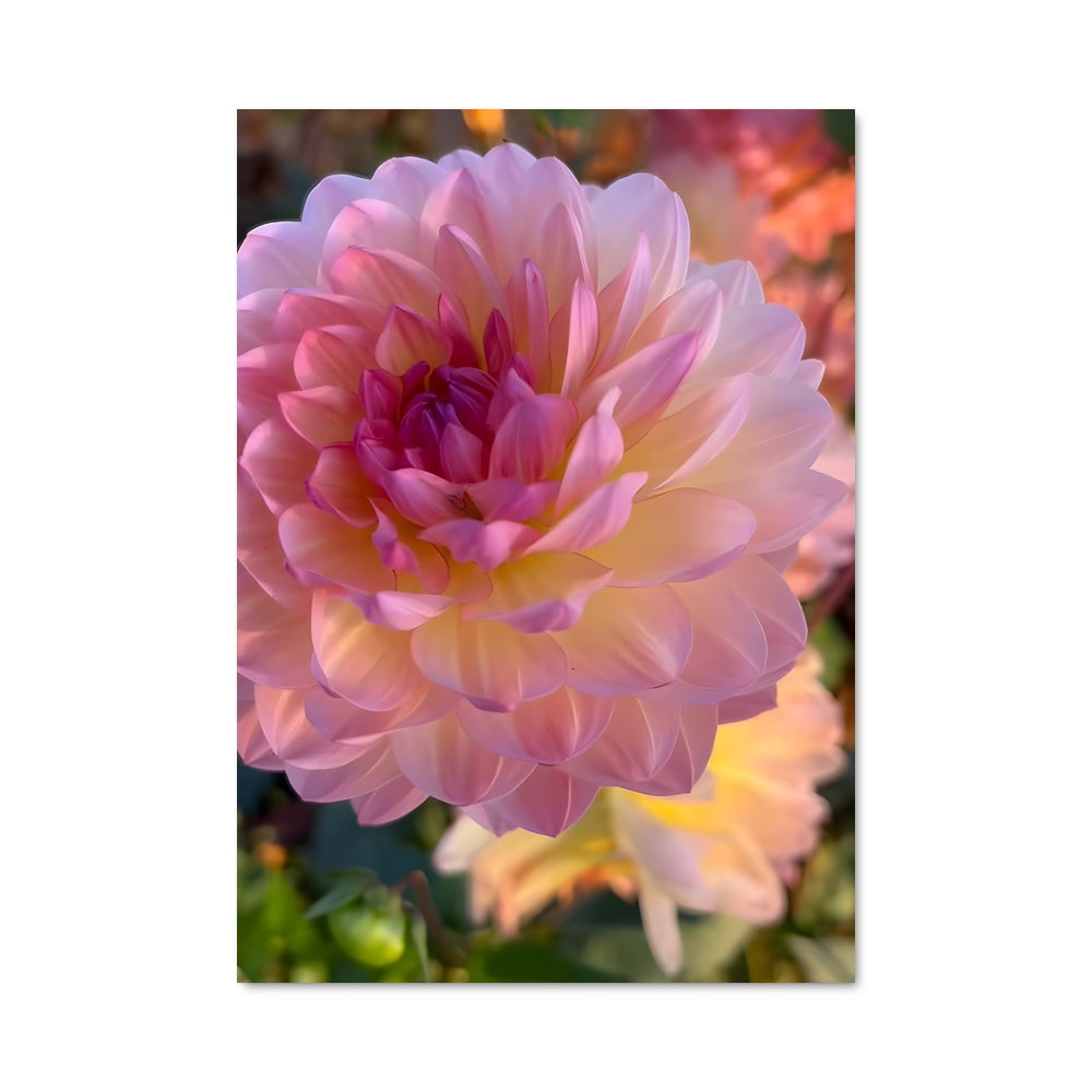 Poster Jardin de Dahlia
