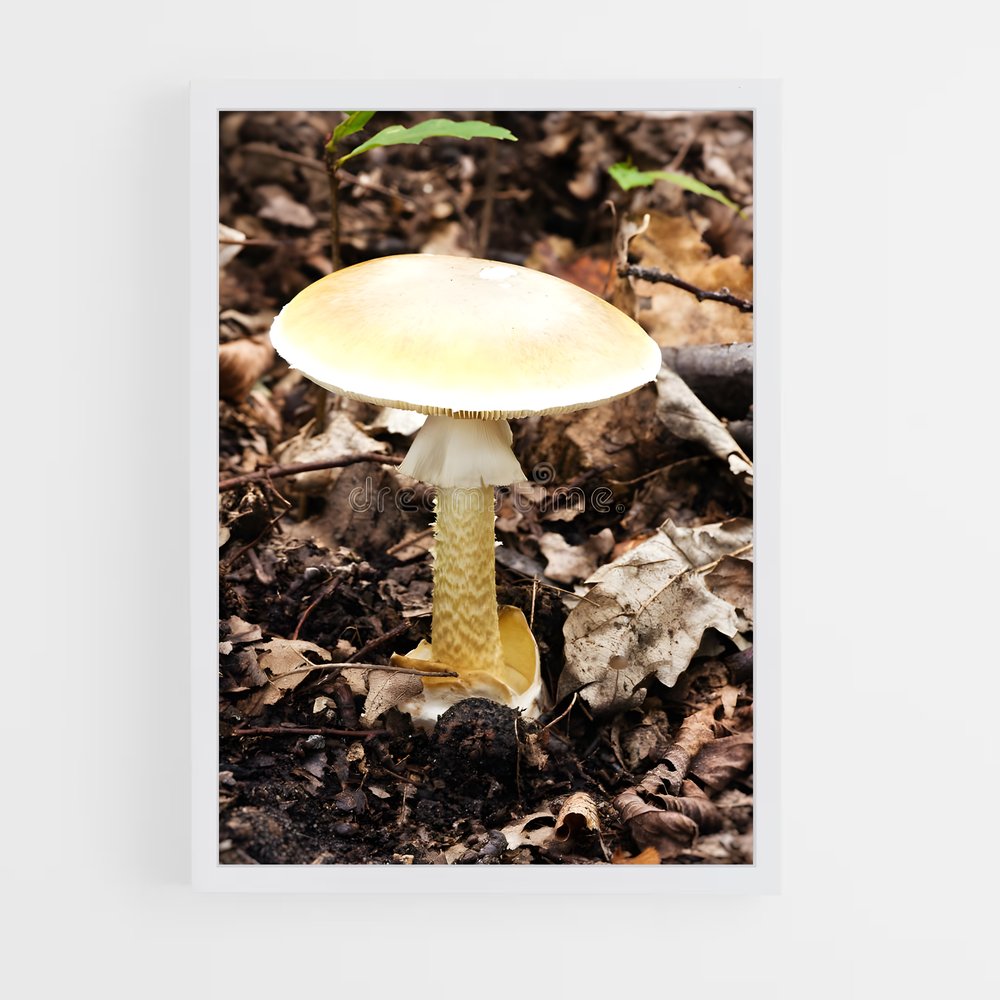 ap-death cap-1 cadre Blanc