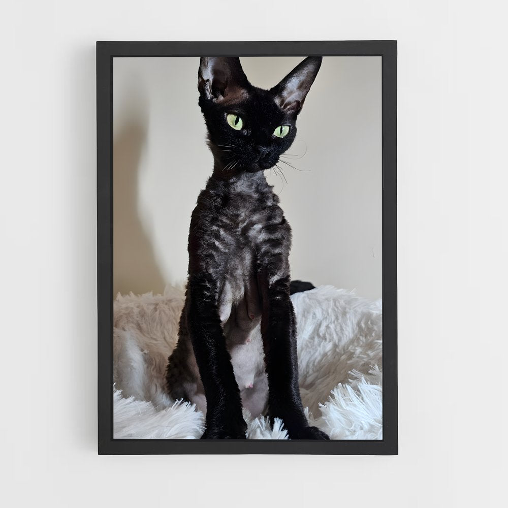 ap-devon rex-1 cadre Noir
