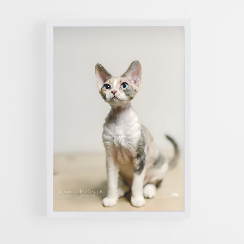 ap-devon rex-3 cadre Blanc