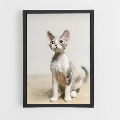 ap-devon rex-3 cadre Noir