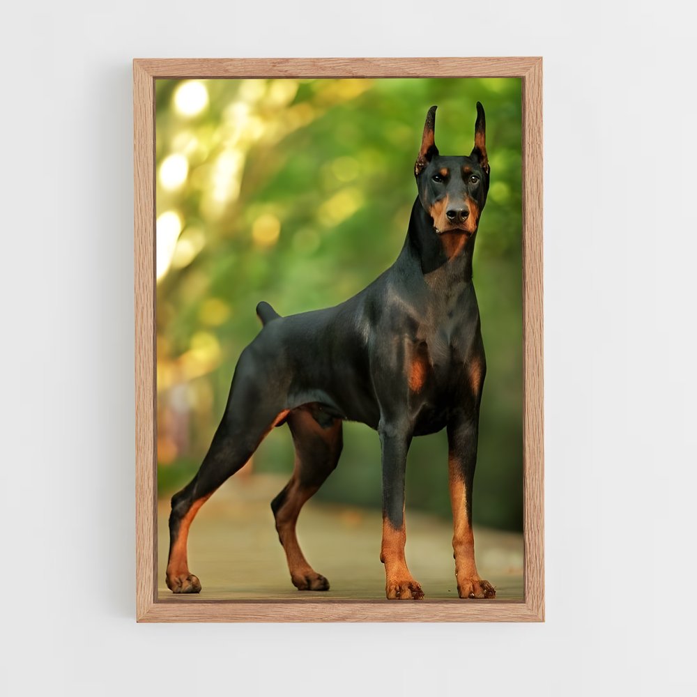 ap-doberman pinscher-6 cadre Bois clair