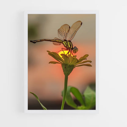 ap-dragonfly-9 cadre Blanc