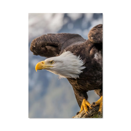 Poster Eagle 83480