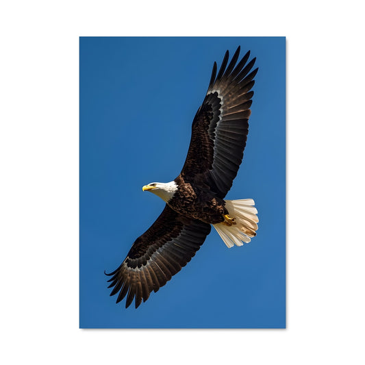 Poster Eagle 83484