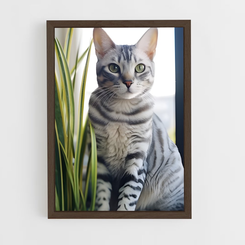 ap-egyptian mau-5 cadre Bois foncé
