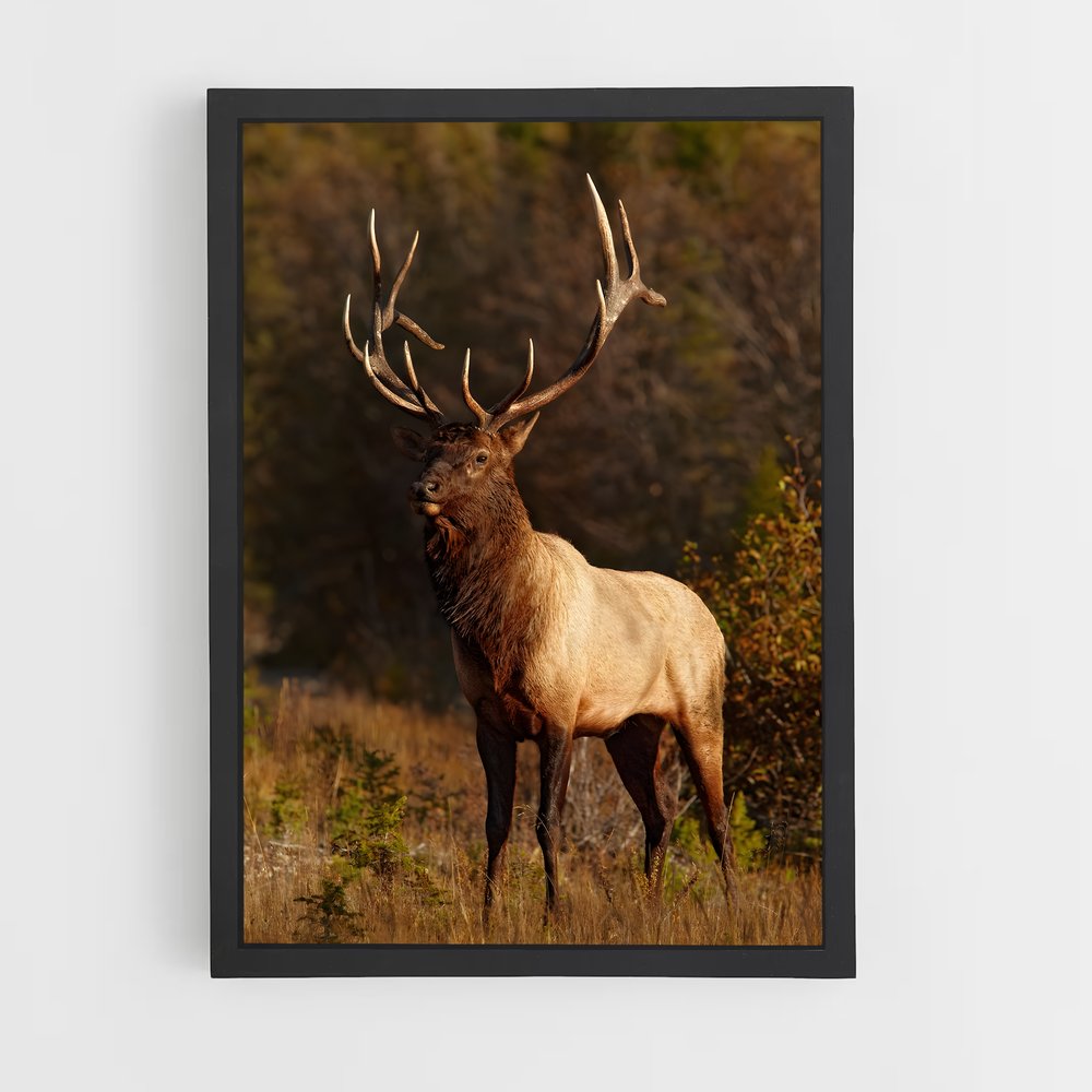 ap-elk-11 cadre Noir