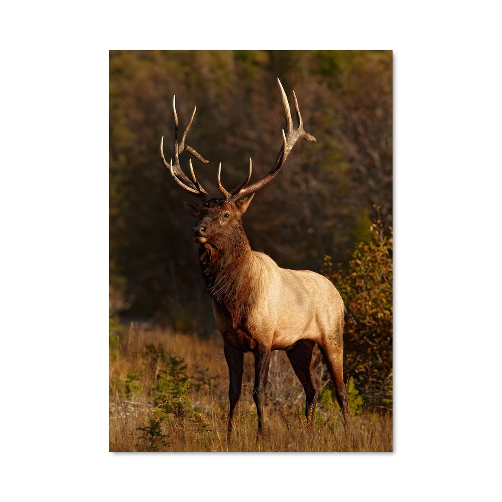 Poster Le Cerf Majestueux