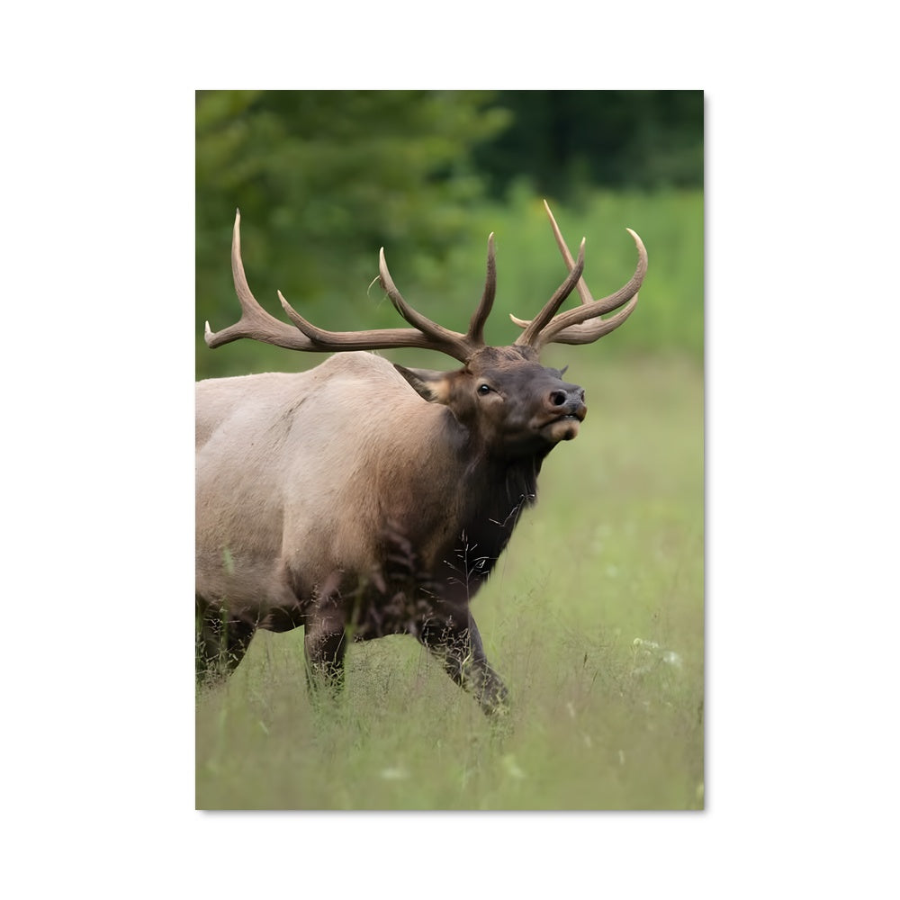 Poster Le Taureau Sauvage