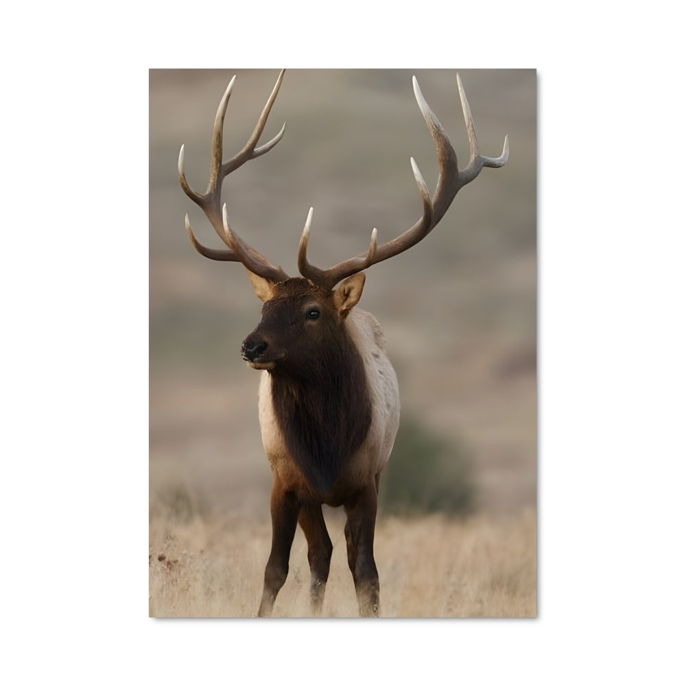 Poster Elk 83544