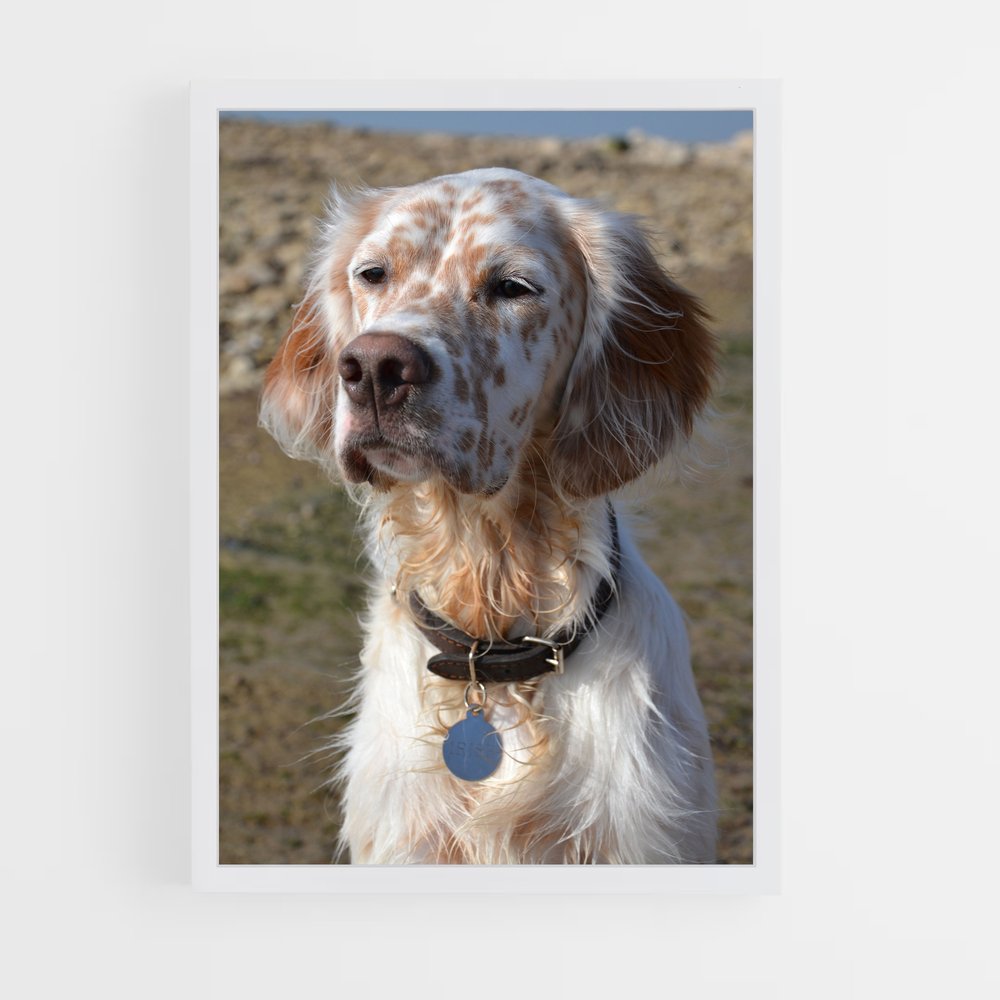 ap-english setter-1 cadre Blanc