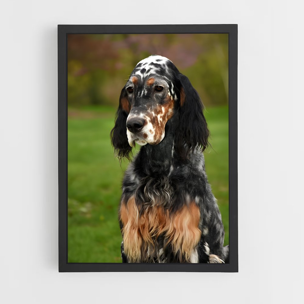 ap-english setter-3 cadre Noir