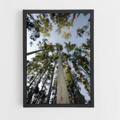 ap-eucalyptus-2 cadre Noir