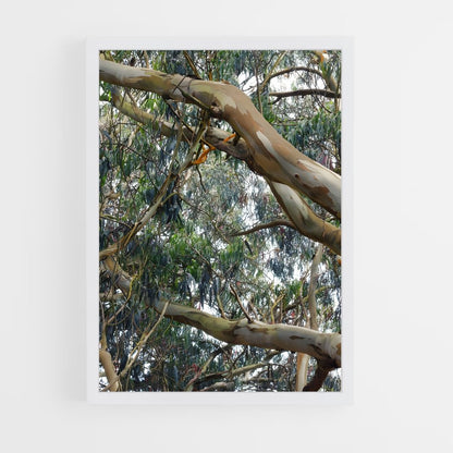 ap-eucalyptus-4 cadre Blanc