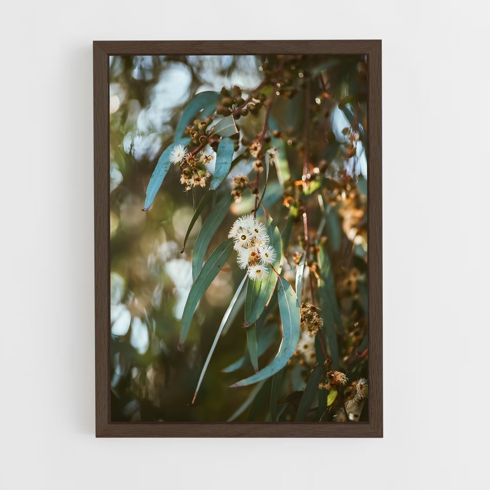ap-eucalyptus-5 cadre Bois foncé