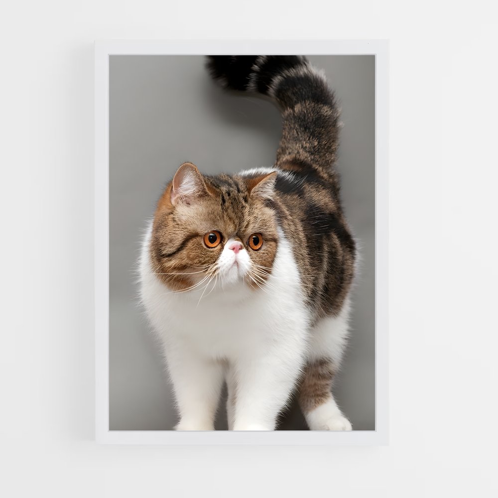 ap-exotic shorthair-1 cadre Blanc
