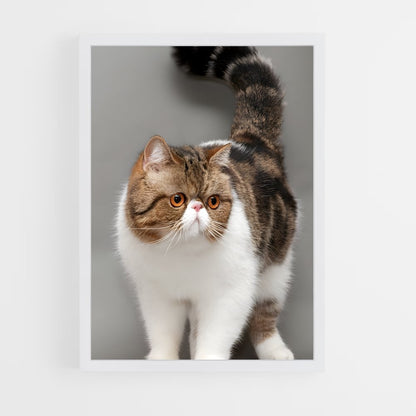 ap-exotic shorthair-1 cadre Blanc