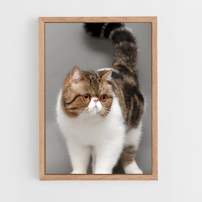 ap-exotic shorthair-1 cadre Bois clair