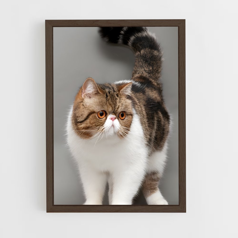 ap-exotic shorthair-1 cadre Bois foncé