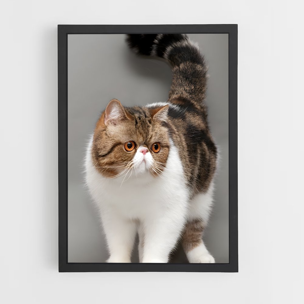 ap-exotic shorthair-1 cadre Noir