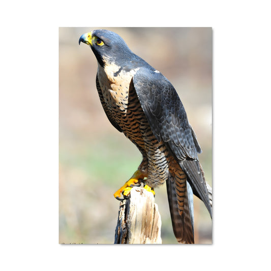 Poster Le Faucon Perché