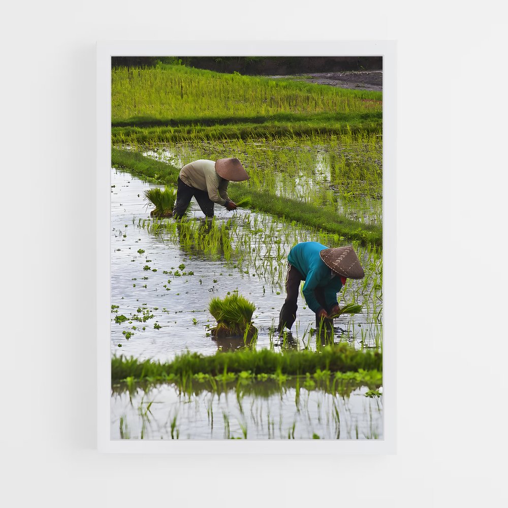 ap-farmer-7 cadre Blanc