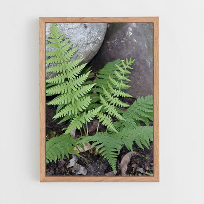 ap-ferns-10 cadre Bois clair