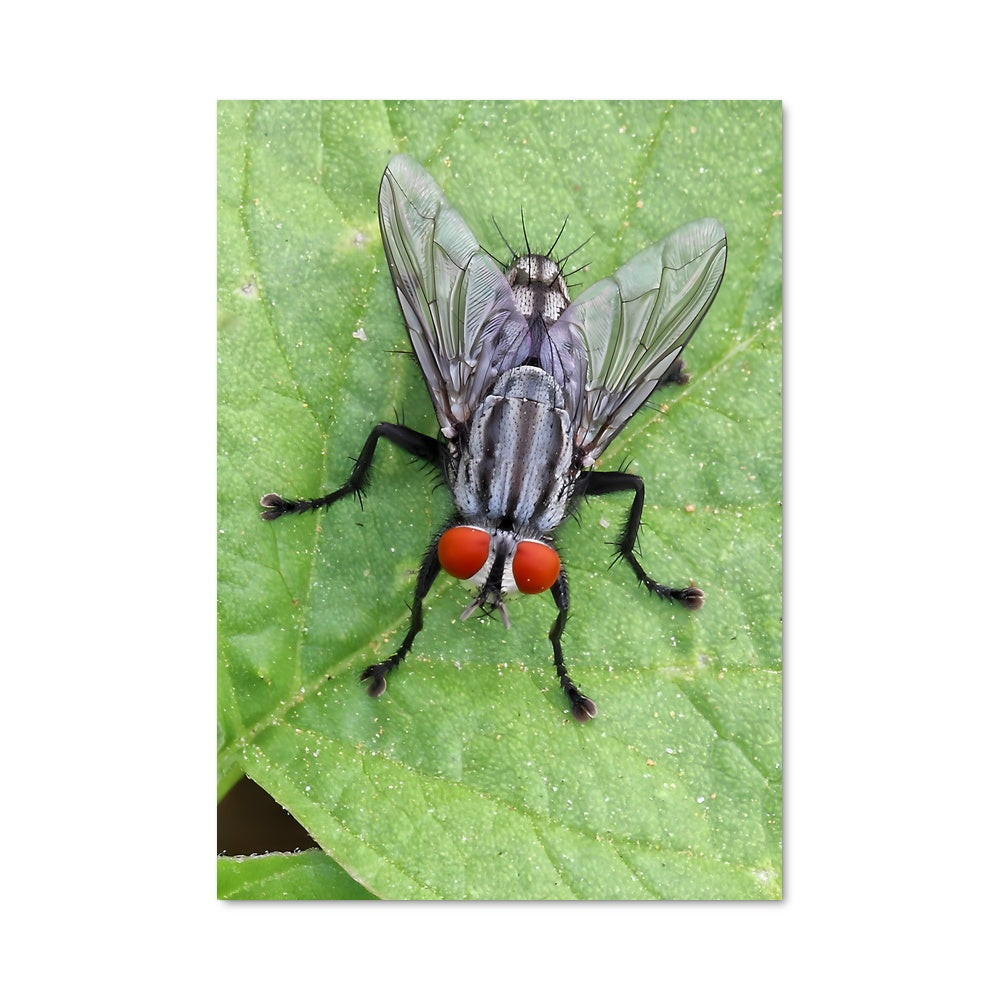 Poster La Mouche et le Balle Rouge