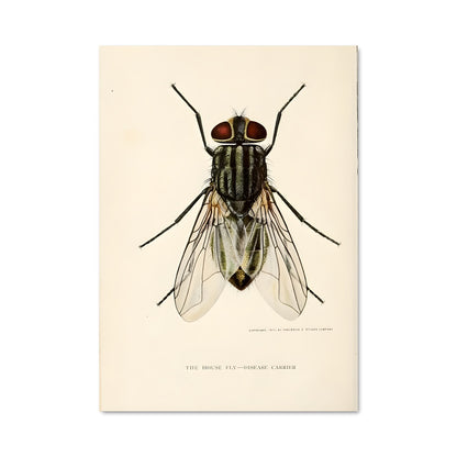 Poster Œil de Mouche