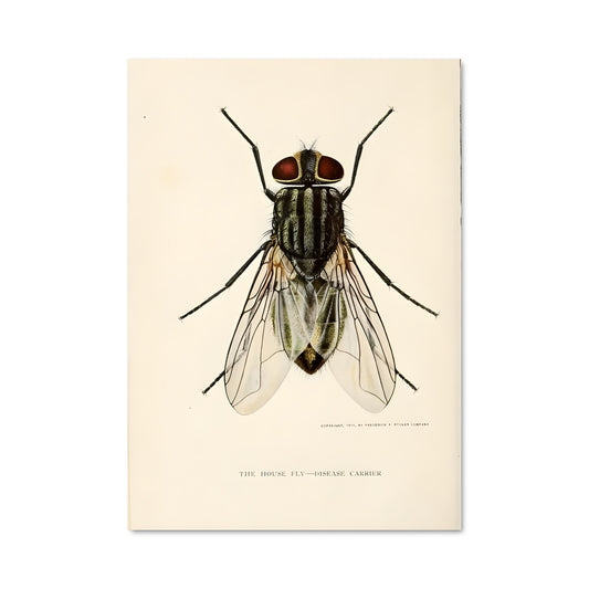 Poster Œil de Mouche