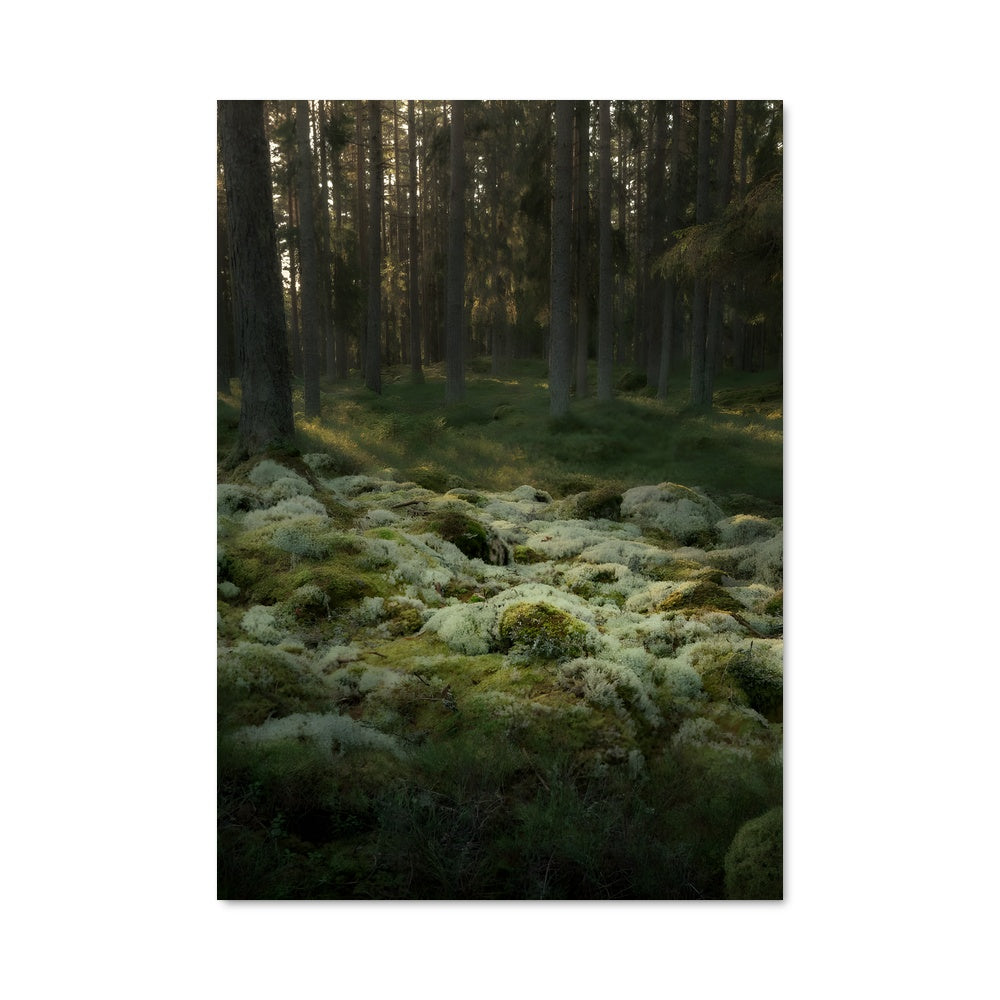 Poster Forêt de Mousse