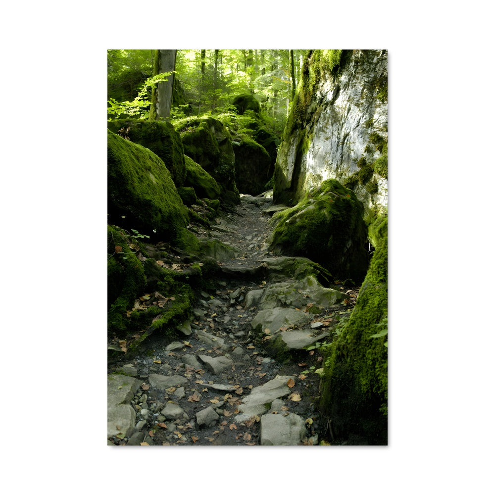 Poster Forest moss 96877