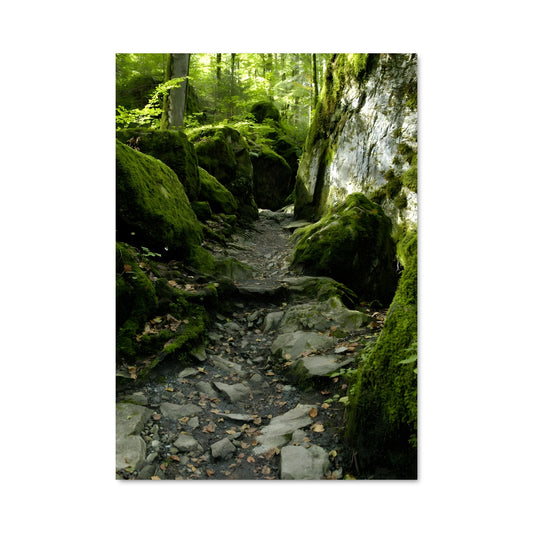Poster Forest moss 96877