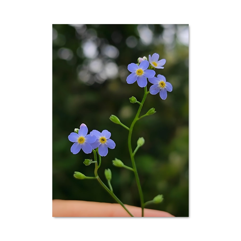 Poster Forget-me-not 96541