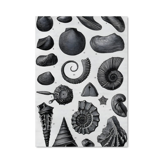 Poster Coquillages Éternels