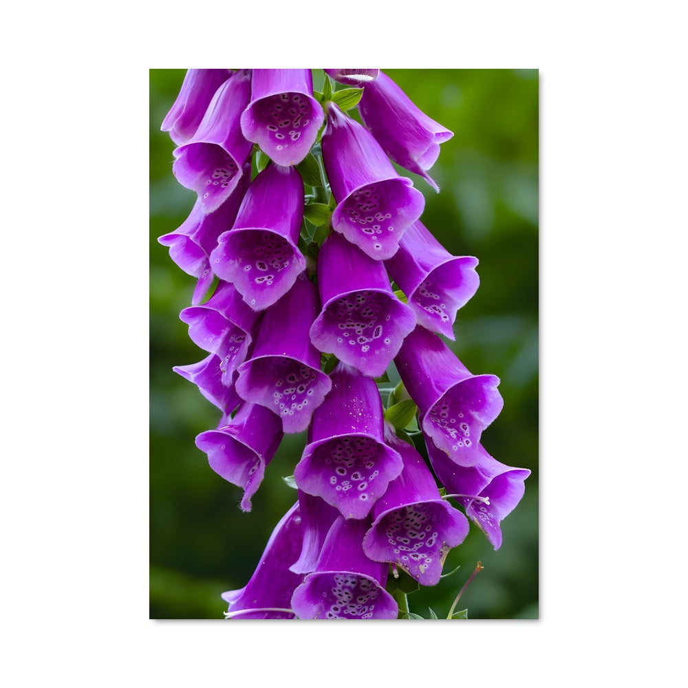 Poster Pluie de Lavande