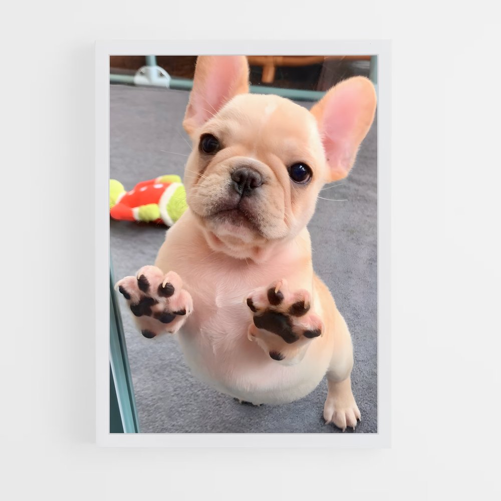 ap-french bulldog-1 cadre Blanc