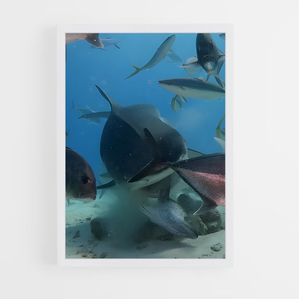 ap-fuvahmulah-4 cadre Blanc