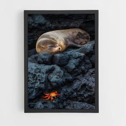 ap-galapagos islands-3 cadre Noir