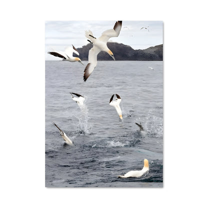 Poster Gannet 83595