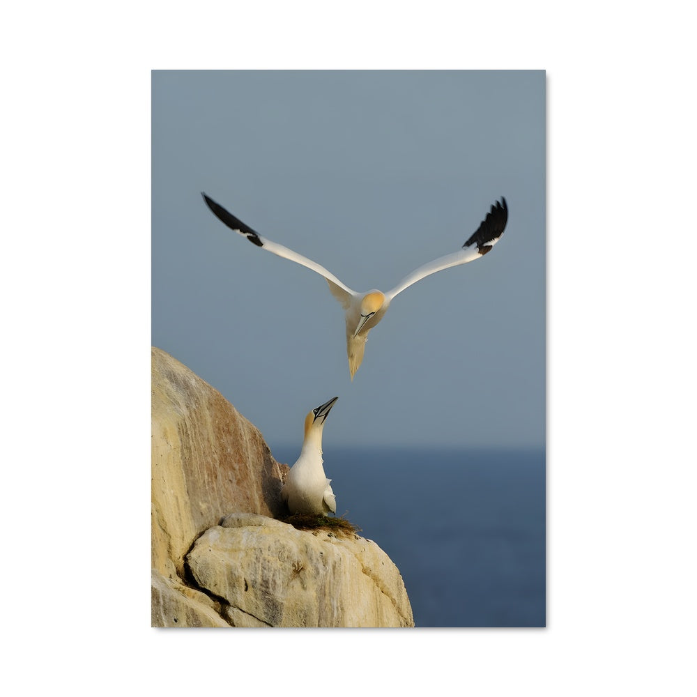 Poster Vol de Gannet