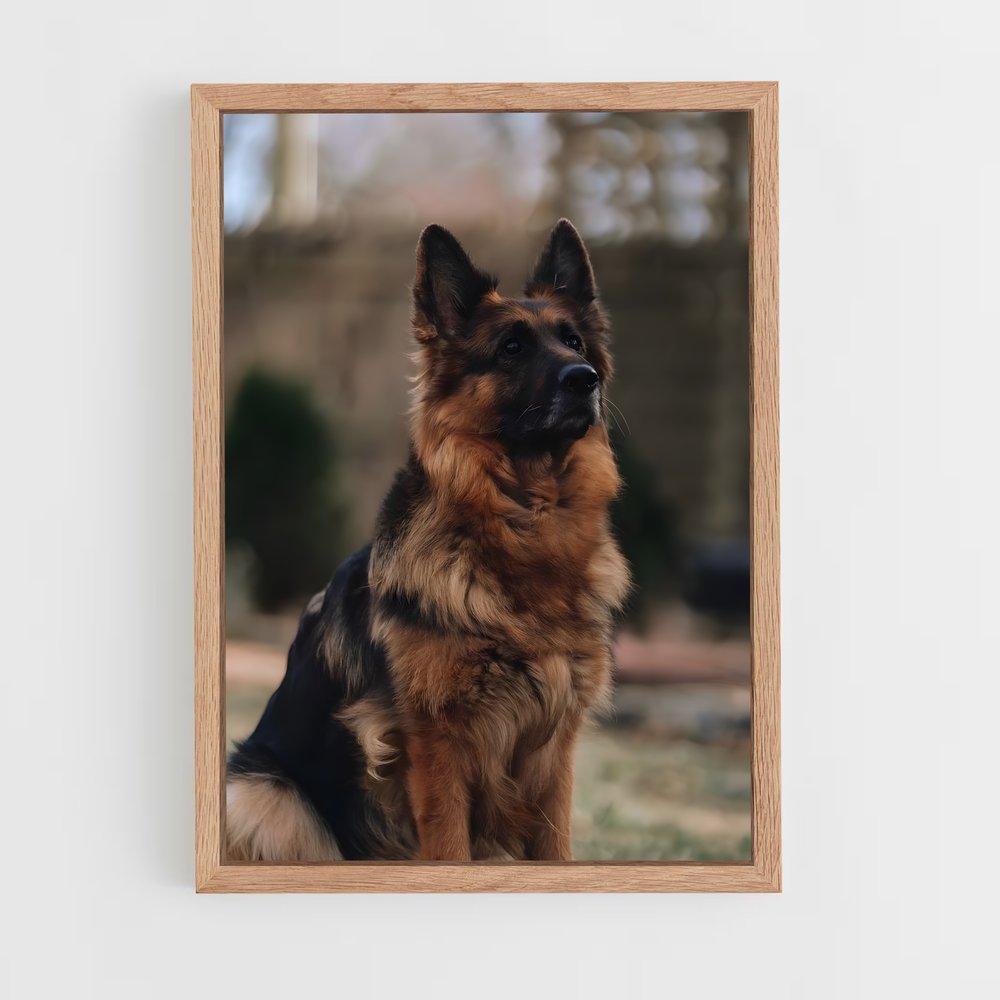 ap-german shepherd-1 cadre Bois clair
