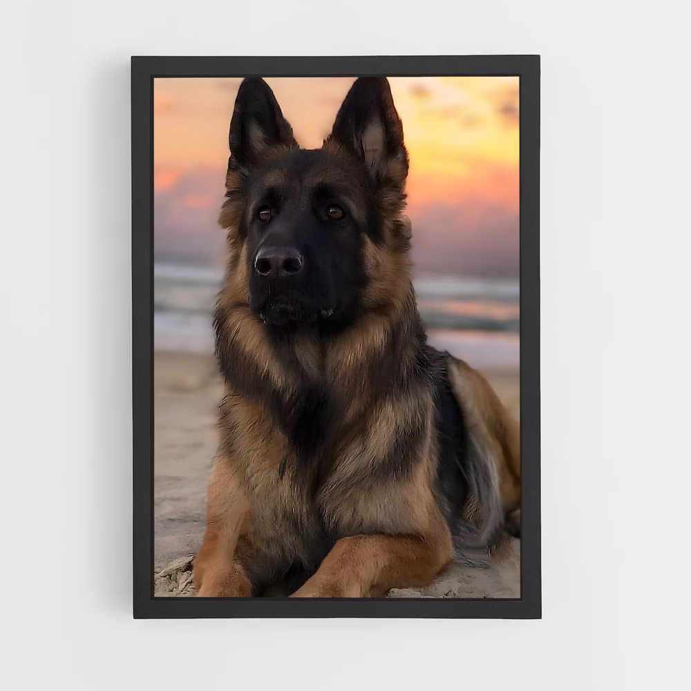 ap-german shepherd-2 cadre Noir
