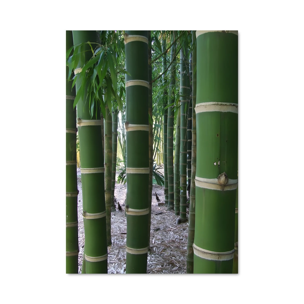 Poster Giant bamboo 96317