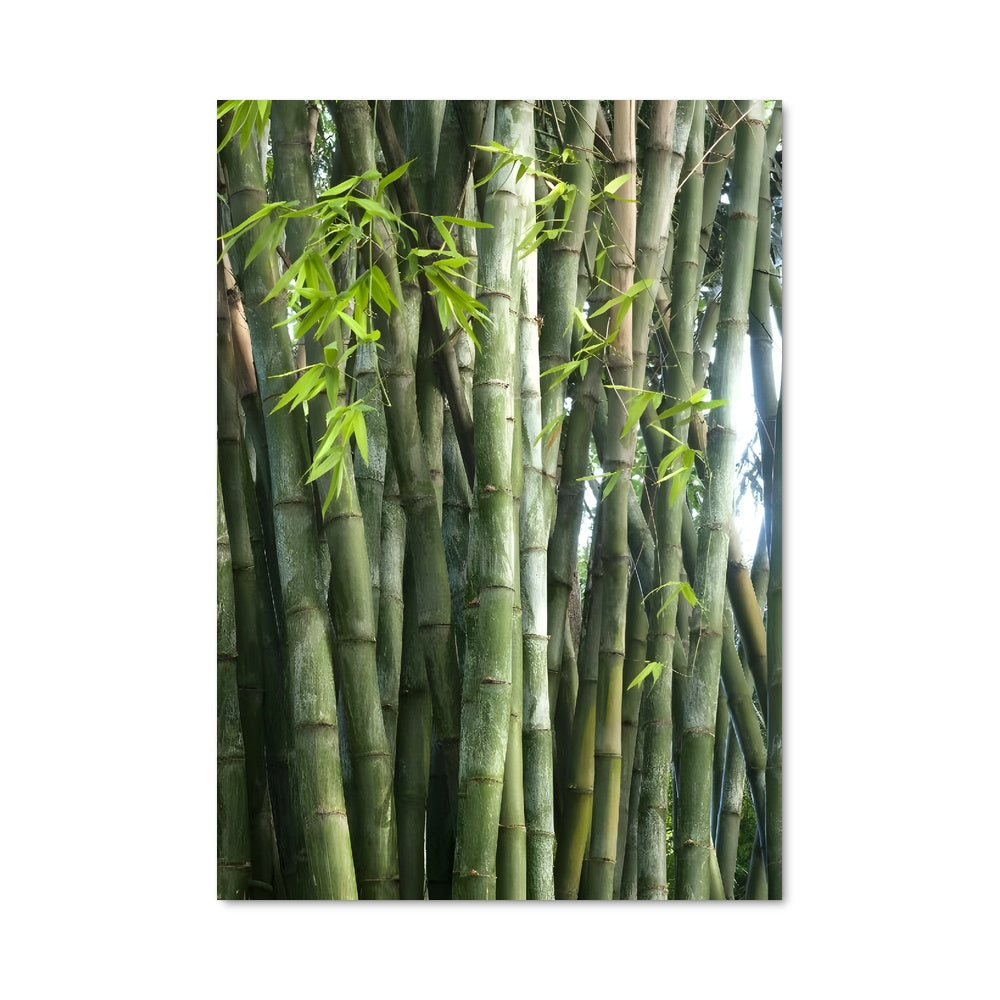 Poster Giant bamboo 96301