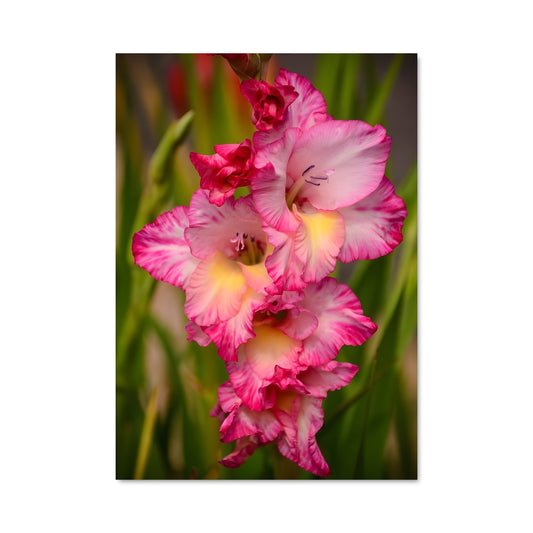 Poster Jardin de Gladiolus